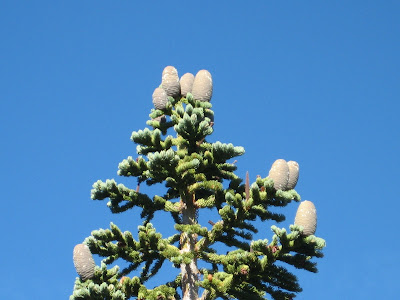 Red Fir Tree