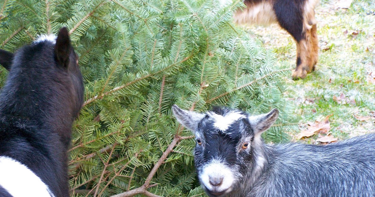 Down To Earth Goat Christmas Tree Recycling