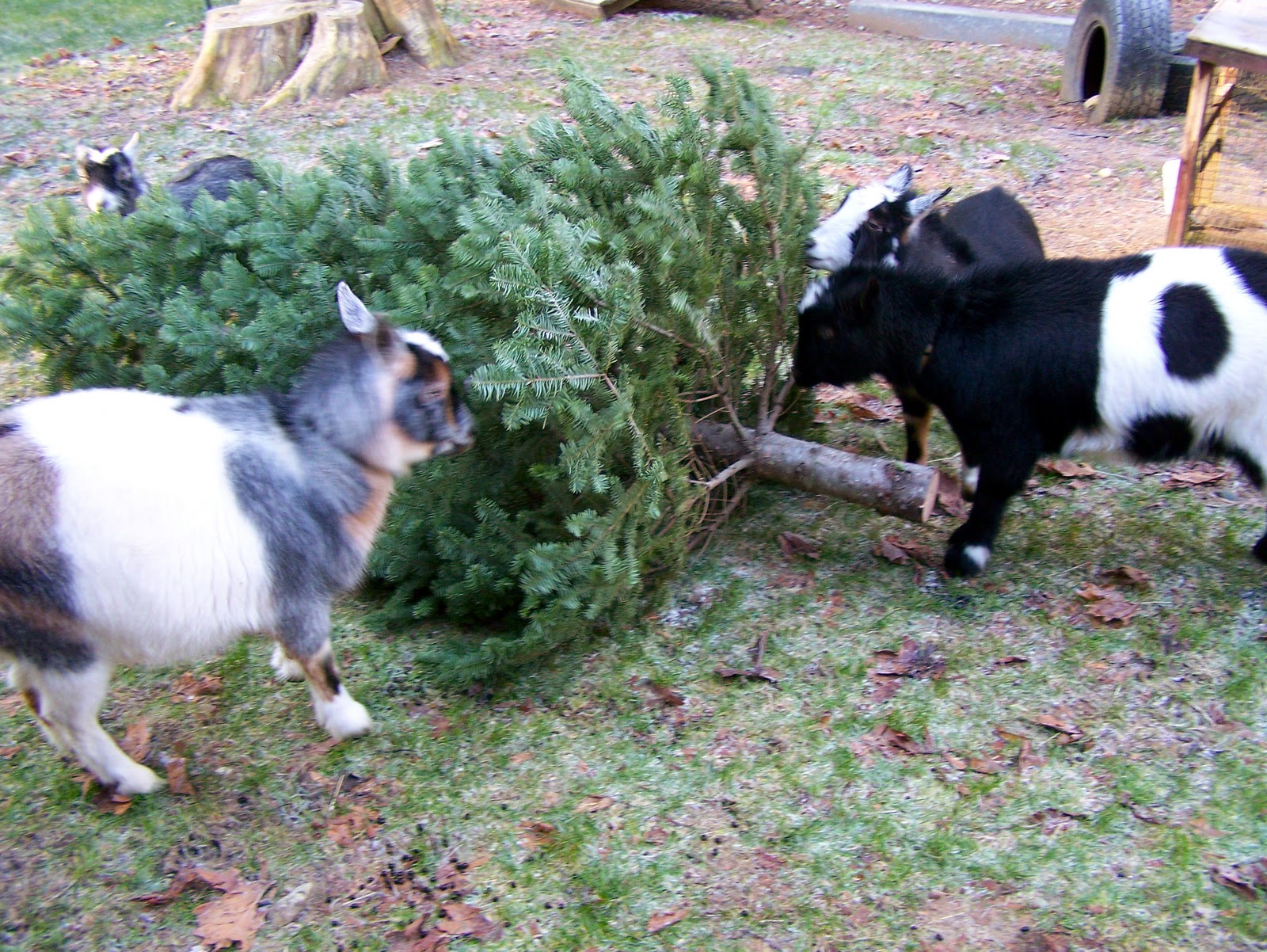 Down To Earth Goat Christmas Tree Recycling