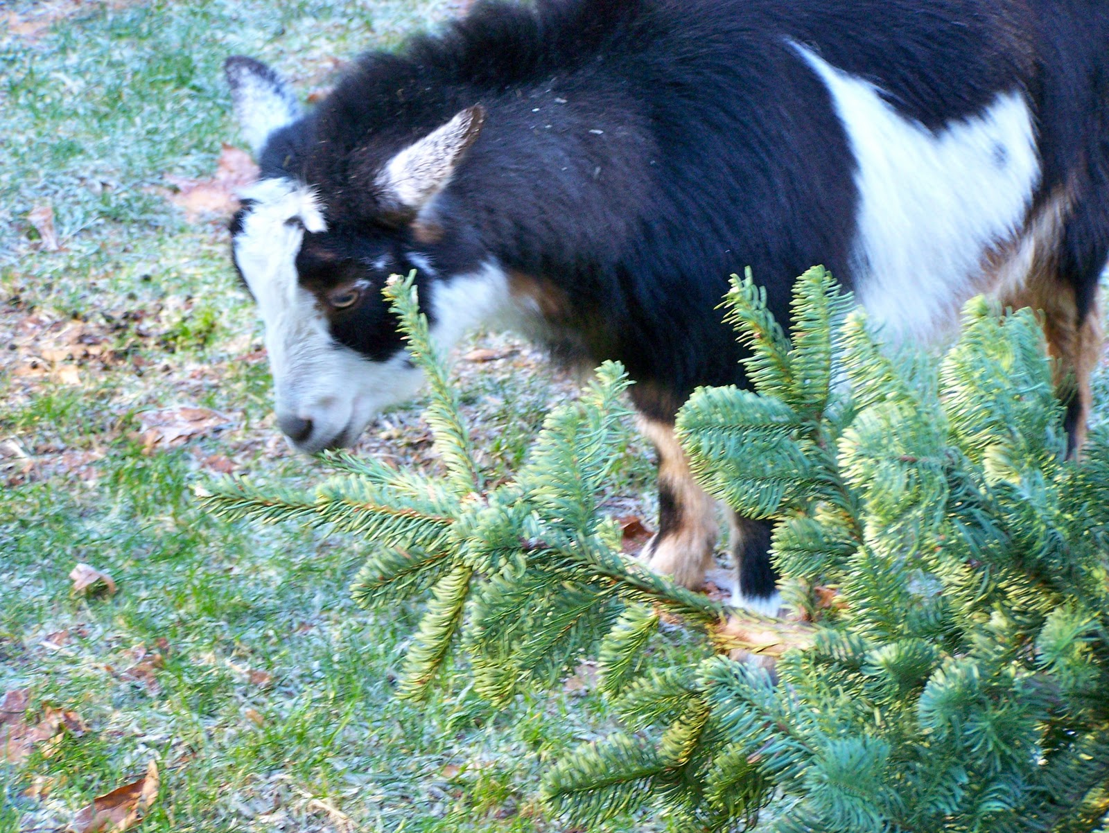 Down To Earth Goat Christmas Tree Recycling