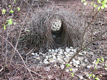 bower bird nest