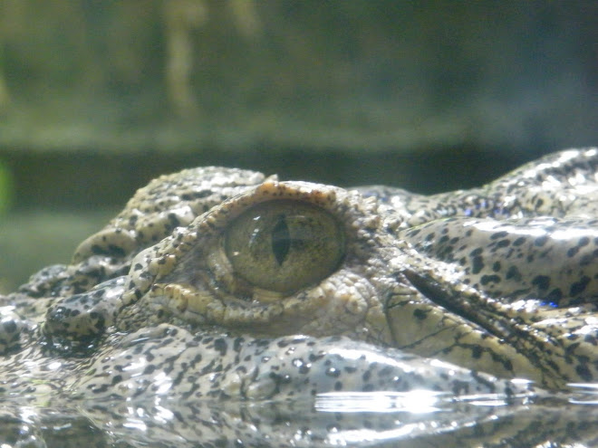 Salt water croc at Wildlife Park