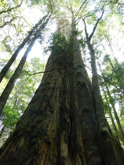 ancient trees of Southwest Tasmania