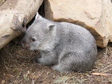one little wombat