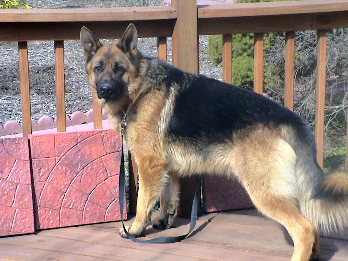 All Dog Breeds - Complete List of Dog Profiles