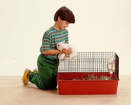 Mascotas en el Hogar: Jaulas y alojamiento de conejos