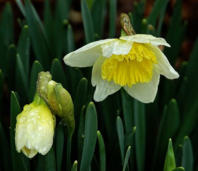 the daffies are wearing raindrop accents