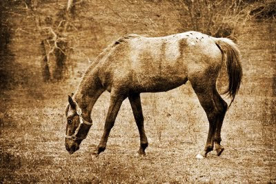 Appaloosa horse - antiqued image