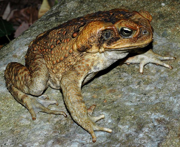 [canetoad.JPG]