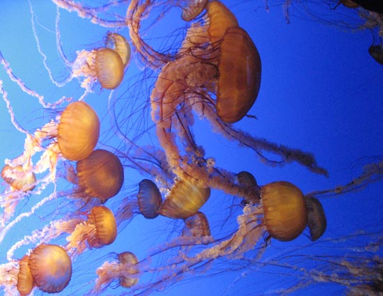 [jellyfish.jpg]