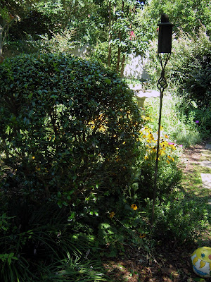 pruning holly bushes