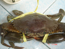 Philippines Crab