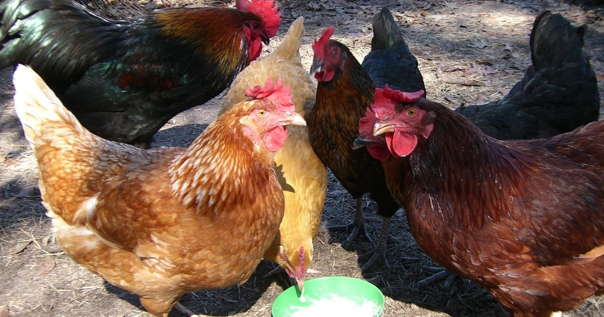 Chicken Lytle's Blog Angry Chickens