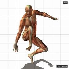POSEMANIACS SKELETON : 3D MODELS FOR ARTISTS DESIGN
