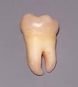 Sognare Di Perdere Tutti I Denti Inferiori