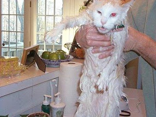 bañemos a un gato! - Taringa!