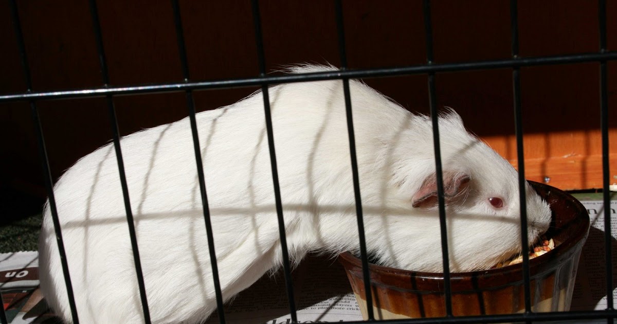 How to look after guinea pigs: For kids: Guinea Pig Diet