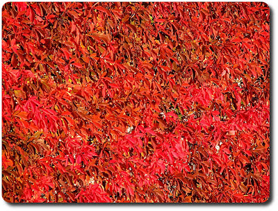 Flickr Creative Commons