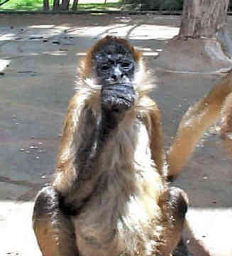 [spider-monkey.jpg]