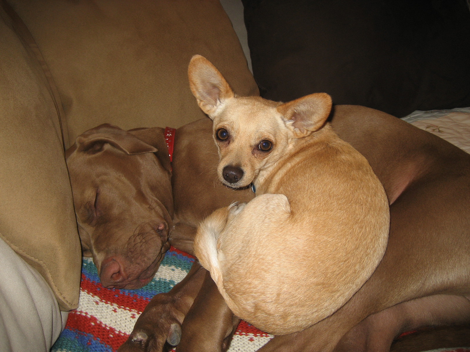 Pitbull And Chihuahua