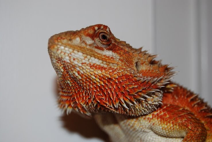 red-morph-bearded-dragon.jpg