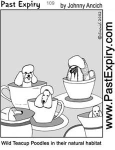 [CARTOON] Teacup Poodles - Past Expiry Cartoons and Designs