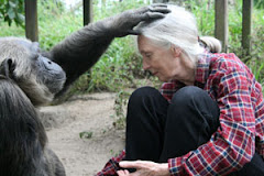 El Rincón de JANE GOODALL