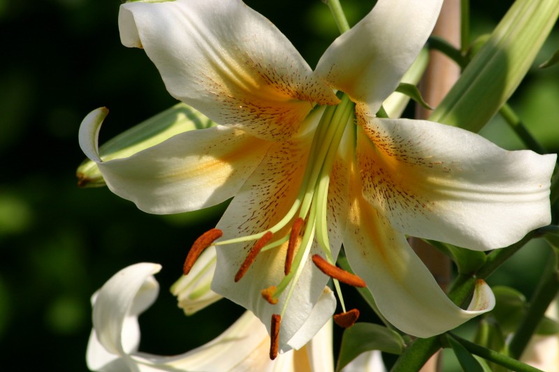 Funeral Lily Flower