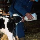 Bottle feeding a calf