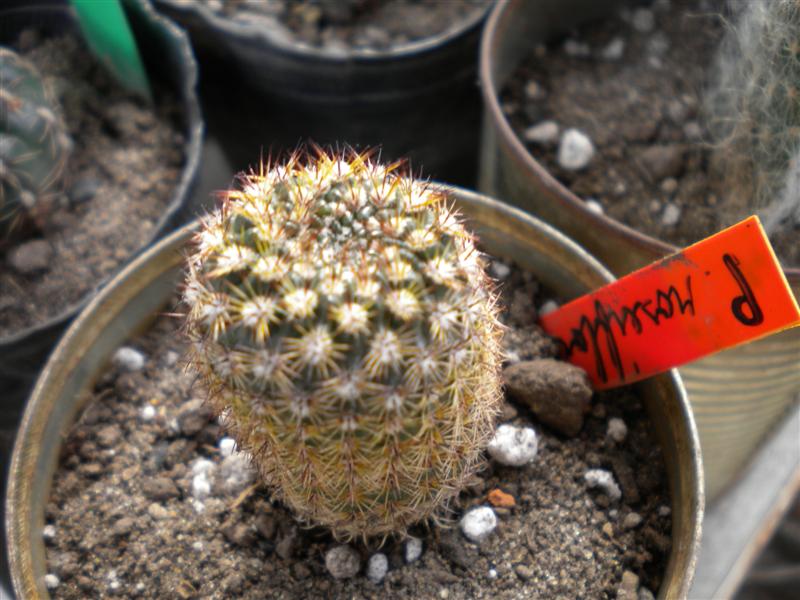[PARODIA+ROSEIFLORA...JPG]