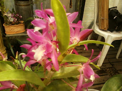 COLECCION ORQUIDEAS