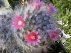 Cactus en flor