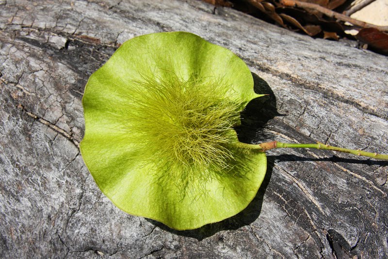 [IMG_0113_WildTeak.jpg]