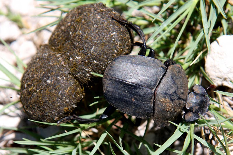 [IMG_0078_Skarabaeus.jpg]