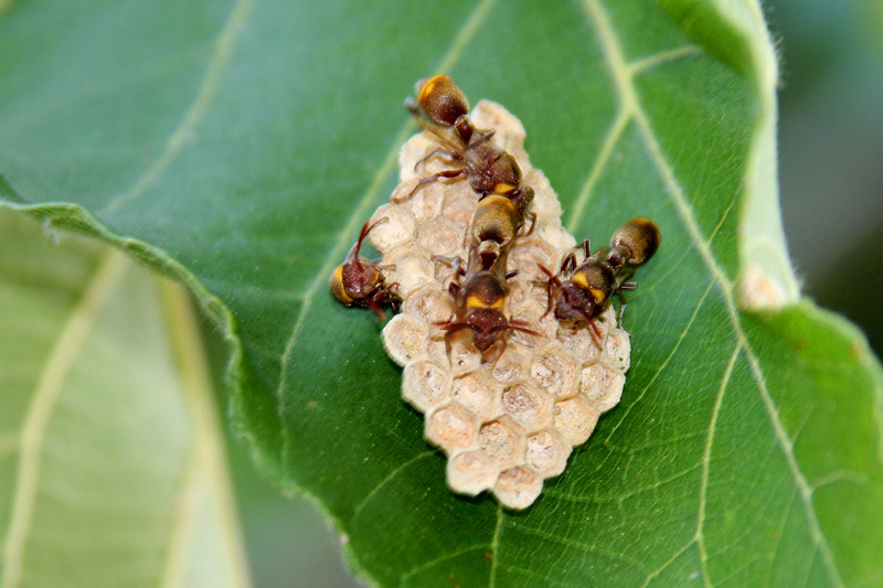 [IMG_0198_Kwando_Bienen.jpg]