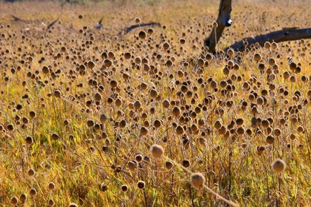 [IMG_2869_SavutiDisteln.jpg]