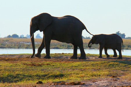 [IMG_3055_ChobeEles.jpg]