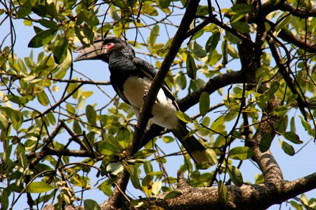 [IMG_3153_VicFallsTrumpeter.jpg]