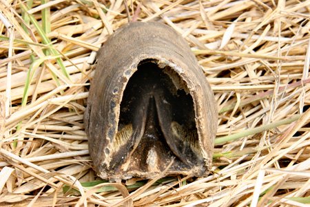 [IMG_3309_LochinvarHuf.jpg]