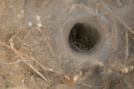 [IMG_3312_LochinvarSpinne.jpg]