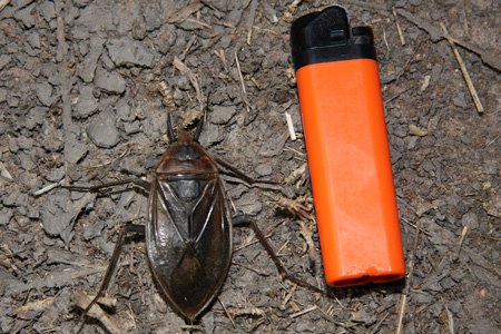 [img_0396_LochinvarSchabe.jpg]