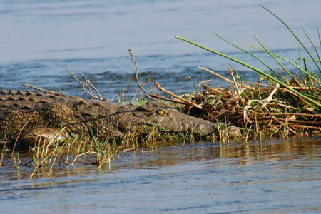 [IMG_3509_BootZamCroc.jpg]