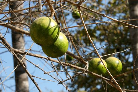 [IMG_3922_Kasanka.jpg]