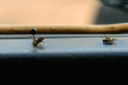 [IMG_5356_SouthLuangwa27.jpg]