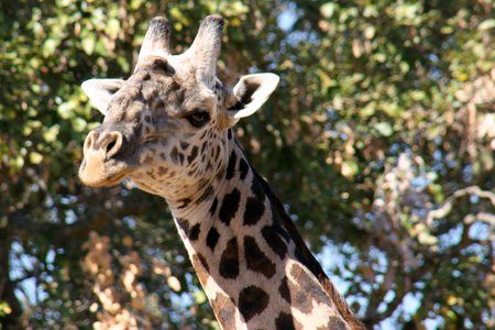 [IMG_5428_SouthLuangwa28.jpg]