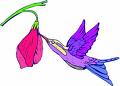 La tiendita del colibrí