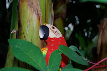 Pedro in the jungles of Belize