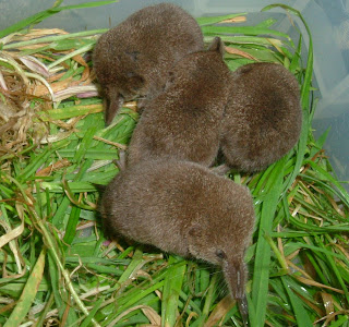 shrew babies