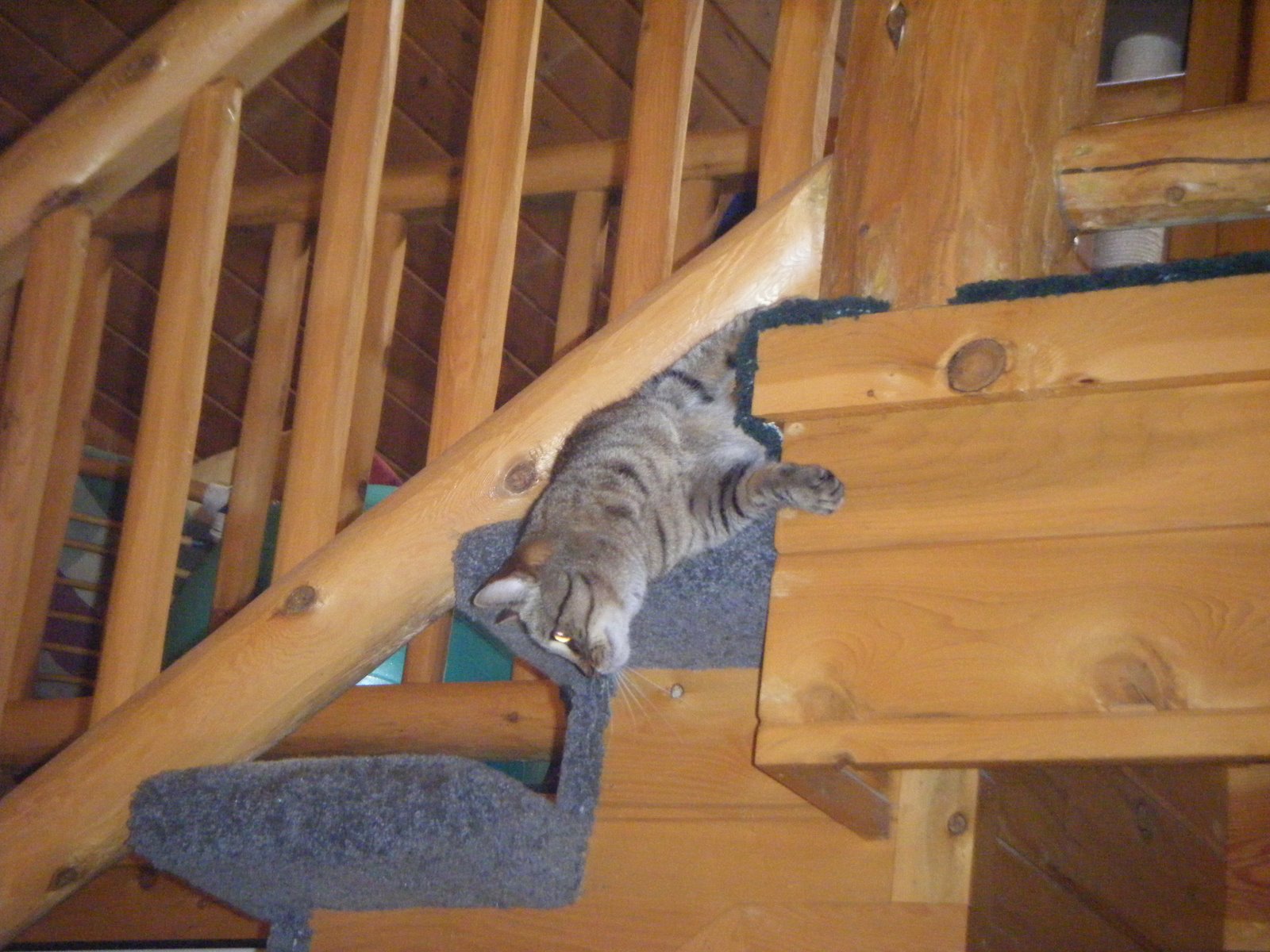 [knieval+cat1.JPG]