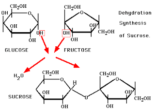 Dehydration synthesis biology